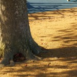 BHP-NUMAT-Tirimoana-Sch-HIGHRES-14